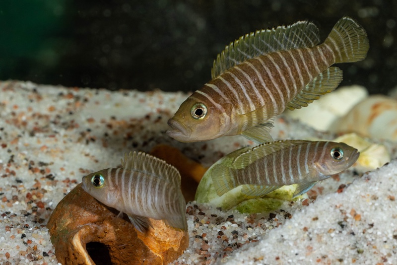 Neolamprologus similis